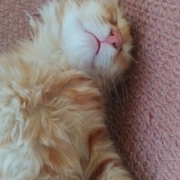 Sarman, Kedi  Çiçek fotoğrafı