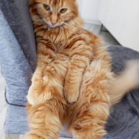 Sarman, Kedi  Çiçek fotoğrafı