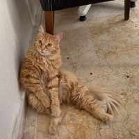 Sarman, Kedi  Çiçek fotoğrafı