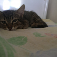 Tekir Kedi, Kedi  pika  fotoğrafı