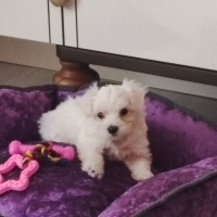 Maltese, Köpek  Barbie fotoğrafı