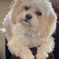 Maltese, Köpek  Başkan fotoğrafı
