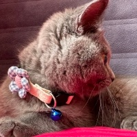 British Shorthair, Kedi  Mia fotoğrafı