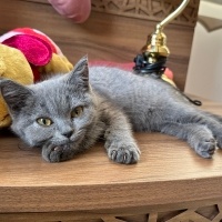 British Shorthair, Kedi  Mia fotoğrafı