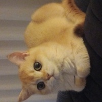 British Shorthair, Kedi  Balım fotoğrafı