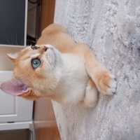 British Shorthair, Kedi  Balım fotoğrafı