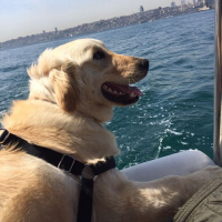 Golden Retriever, Köpek  Sony fotoğrafı