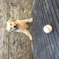 Golden Retriever, Köpek  Sony fotoğrafı