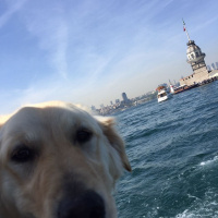 Golden Retriever, Köpek  Sony fotoğrafı
