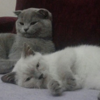 British Shorthair, Kedi  Arthur  fotoğrafı
