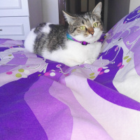 Tekir Kedi, Kedi  fındık fotoğrafı