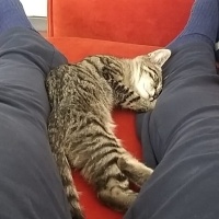 Tekir Kedi, Kedi  Kayron fotoğrafı
