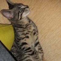 Tekir Kedi, Kedi  Kayron fotoğrafı