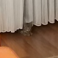 Tekir Kedi, Kedi  Kayron fotoğrafı