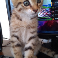 Tekir Kedi, Kedi  Gece fotoğrafı