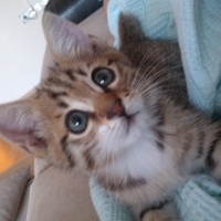 Tekir Kedi, Kedi  Gece fotoğrafı