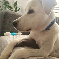 Labrador Retriever, Köpek  Gofret fotoğrafı