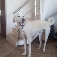 Labrador Retriever, Köpek  Gofret fotoğrafı