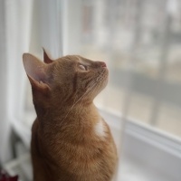 Sarman, Kedi  Minnoş fotoğrafı