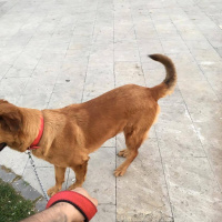 Rottweiler, Köpek  koda fotoğrafı