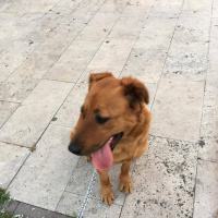 Rottweiler, Köpek  koda fotoğrafı