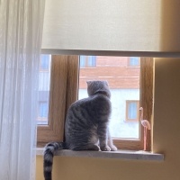 British Shorthair, Kedi  Duman fotoğrafı
