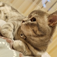 British Shorthair, Kedi  Duman fotoğrafı
