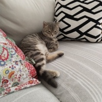British Shorthair, Kedi  Duman fotoğrafı