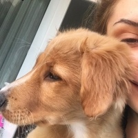 Golden Retriever, Köpek  Tarçın fotoğrafı