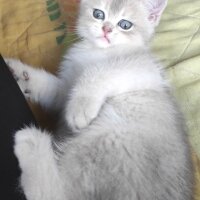 British Shorthair, Kedi  Lina fotoğrafı