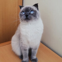 Ragdoll, Kedi  Lydia (Üzüm) fotoğrafı