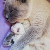 Ragdoll, Kedi  Lydia (Üzüm) fotoğrafı