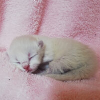 Ragdoll, Kedi  Lydia (Üzüm) fotoğrafı