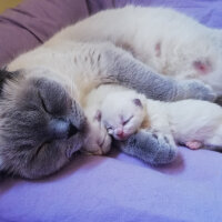 Ragdoll, Kedi  Lydia (Üzüm) fotoğrafı