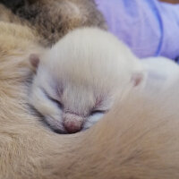 Ragdoll, Kedi  Lydia (Üzüm) fotoğrafı