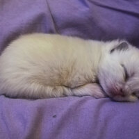 Ragdoll, Kedi  Lydia (Üzüm) fotoğrafı