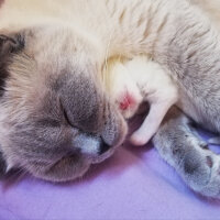 Ragdoll, Kedi  Lydia (Üzüm) fotoğrafı