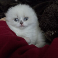 Ragdoll, Kedi  Lydia (Üzüm) fotoğrafı