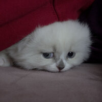 Ragdoll, Kedi  Lydia (Üzüm) fotoğrafı