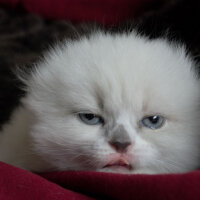 Ragdoll, Kedi  Lydia (Üzüm) fotoğrafı