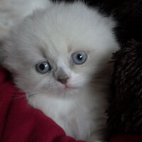 Ragdoll, Kedi  Lydia (Üzüm) fotoğrafı