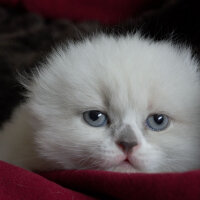 Ragdoll, Kedi  Lydia (Üzüm) fotoğrafı