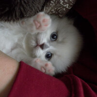 Ragdoll, Kedi  Lydia (Üzüm) fotoğrafı