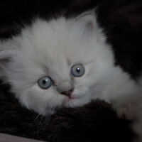 Ragdoll, Kedi  Lydia (Üzüm) fotoğrafı