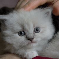 Ragdoll, Kedi  Lydia (Üzüm) fotoğrafı