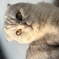 Scottish Fold, Kedi  Mia fotoğrafı