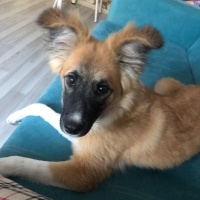 Sokö (Sokak Köpeği), Köpek  şıpıdık fotoğrafı