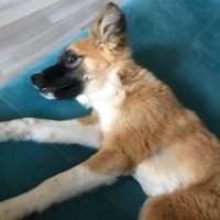 Sokö (Sokak Köpeği), Köpek  şıpıdık fotoğrafı