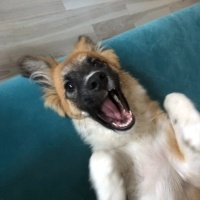 Sokö (Sokak Köpeği), Köpek  şıpıdık fotoğrafı