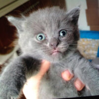 Scottish Fold, Kedi  Peri (Perişko) fotoğrafı